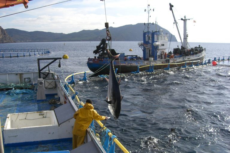 Bluefin Tuna 2