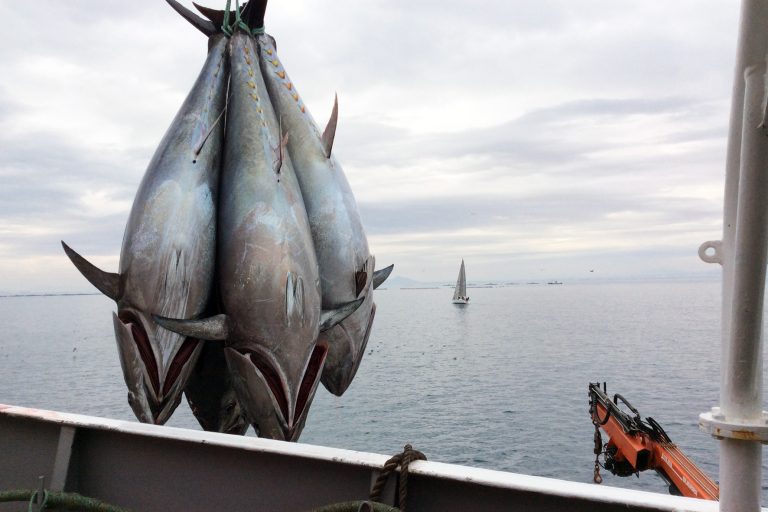 Bluefin Tuna 4